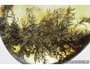 Bryophyta , Rare Moss twig in Baltic amber #4874