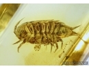 Very Nice Isopoda, Woodlice in Baltic amber #4926