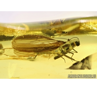 Plecoptera, stonefly in Baltic amber #4931