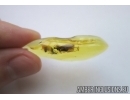 Plecoptera, stonefly in Baltic amber #4931
