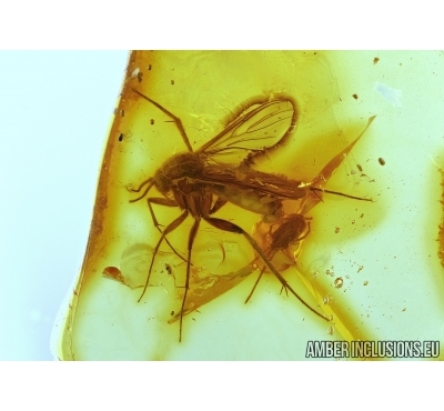 Mycetophilidae, Fungus gnat with two Mites in Baltic amber #4942