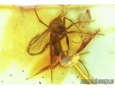 Mycetophilidae, Fungus gnat with two Mites in Baltic amber #4942