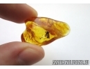 Keroplatidae, Fungus gnat and Chironomidae, True midge in Baltic amber Stone #4945