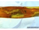 Big 25mm! Plecoptera, Stonefly in Baltic amber #4974