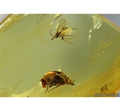 Coleoptera, Beetle In BALTIC AMBER #4988