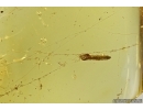 Two winged pupae in spider web, Baltic amber #4998