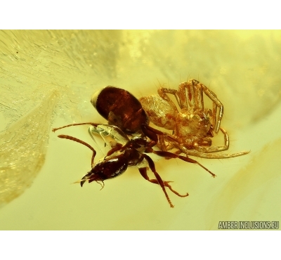 Ant and Spider in Baltic amber #5004