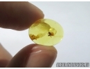 Ant and Spider in Baltic amber #5004