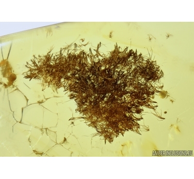 PLANT, Stellate hairs of the oak in Baltic amber #5011