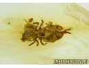 COLLEMBOLA, Springtail with Mite! Fossil inclusions in Baltic amber #5015