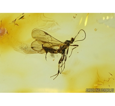 Hymenoptera, Braconidae Wasp in Baltic amber #5018