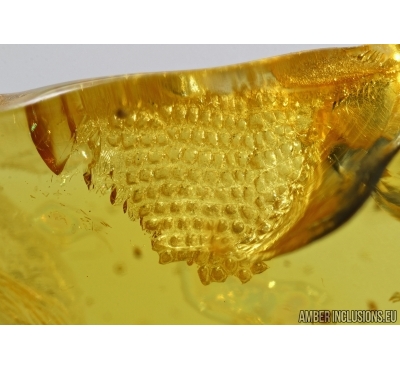 REPTILIA, Lizard Skin Fragment and spider in Baltic amber #5022