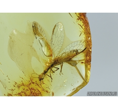 EXTREMELY RARE SNAKEFLY, RAPHIDIOPTERA in Baltic amber #5024