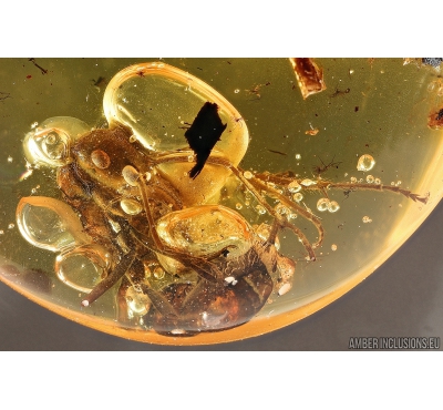 Rare Ant Formicidae Prionomyrmecinae Prionomyrmex with Parasitic Fungi! Baltic amber stone #5034