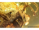 Rare Ant Formicidae Prionomyrmecinae Prionomyrmex with Parasitic Fungi! Baltic amber stone #5034