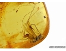 HYMENOPTERA,  Braconidae Wasp and More. Fossil insects in Baltic amber #5042