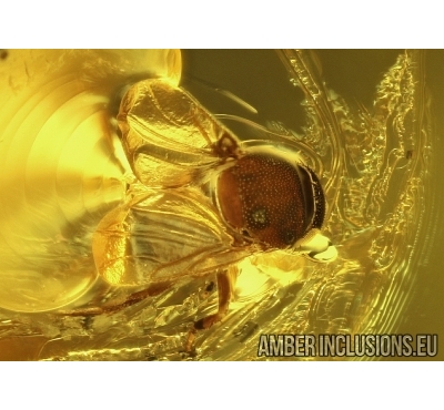 Scuttle Fly Brachycera: Phoridae in Baltic amber #5044