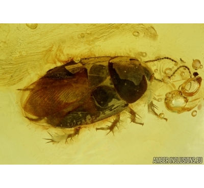 Blattaria, Cockroach  in Baltic amber #5046