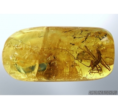 Orthoptera, Cricket in Baltic amber #5049