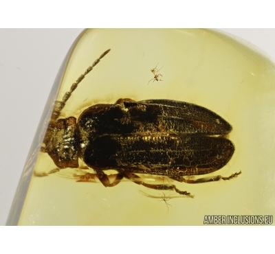 Net-winged beetle Lycidae, Protolycus gedaniensis gen. et sp. nov. Baltic amber #5061