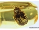Net-winged beetle Lycidae, Protolycus gedaniensis gen. et sp. nov. Baltic amber #5061
