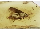 Lepidoptera, Moth in Baltic amber #5065