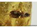 Coccid Matsucoccus and Caddisfly Trichoptera in Baltic amber #5075