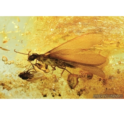 Nice Termite Isoptera, Winged Ant and many Flies in BALTIC AMBER #5082