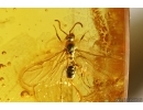 Nice Termite Isoptera, Winged Ant and many Flies in BALTIC AMBER #5082