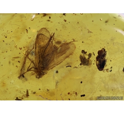TRICHOPTERA, CADDISFLY and Flowers In BALTIC AMBER #5084