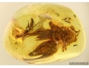 BIG CRICKET, ORTHOPTERA and Wasp Hymenoptera in BALTIC AMBER #5130