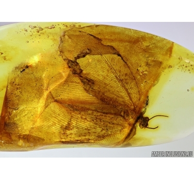  Neuroptera Psychopsidae, Big Lacewing in Baltic amber #5132