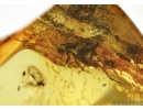 ORTHOPTERA, WINGED CRICKET and More,  in Baltic amber. #5137