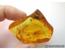 ORTHOPTERA, WINGED CRICKET and More,  in Baltic amber. #5137
