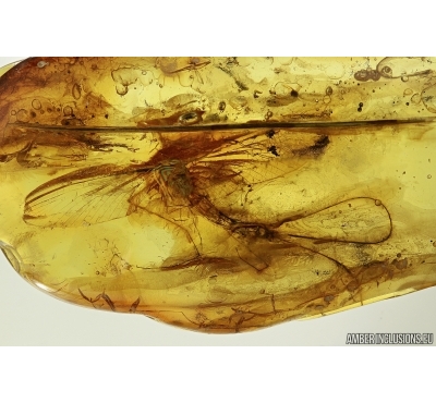 Ephemeroptera, Mayfly and Needle in Baltic amber #5161