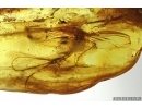 Ephemeroptera, Mayfly and Needle in Baltic amber #5161