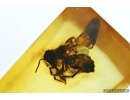 APOIDEA, Honey Bee in Baltic amber #5163