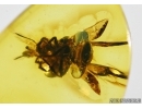 APOIDEA, Honey Bee in Baltic amber #5163