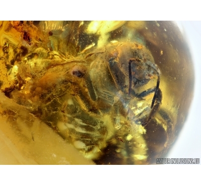 APOIDEA, Big 10mm! Honey Bee in Baltic amber #5164