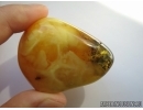 APOIDEA, Big 10mm! Honey Bee in Baltic amber #5164