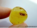 APOIDEA, Honey Bee in Baltic amber #5165