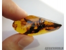 Big 27mm! Rare Plant in Baltic amber #5167