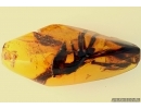 Big 27mm! Rare Plant in Baltic amber #5167