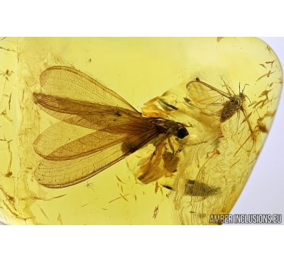ISOPTERA, TERMITE and APHID in BALTIC AMBER #5177