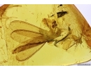 ISOPTERA, TERMITE and APHID in BALTIC AMBER #5177