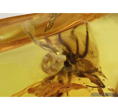 Araneae, Two Big Spiders and Worm Nematoda in Baltic amber #5179