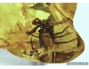 Araneae, Two Big Spiders and Worm Nematoda in Baltic amber #5179