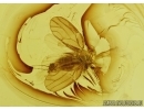 Rare Psyllid, Psylloidea and Mite in Baltic amber #5182
