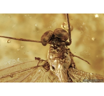 Ephemeroptera, Mayfly in Baltic amber #5183