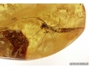 Ephemeroptera, Mayfly in Baltic amber #5183
